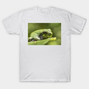 Gray Tree Frog T-Shirt